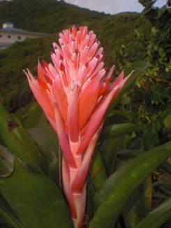 Bromiliad
          flower