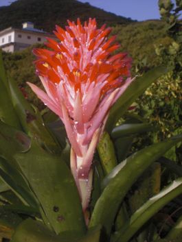 Bromiliad flower70