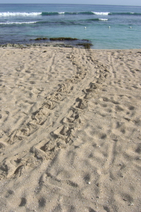 Turtle Tracks