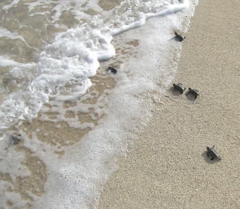 Turtles Swim