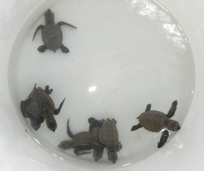 Turtles in Bucket