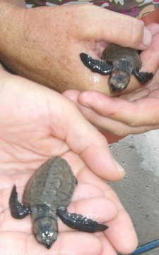 Turtle in Hands