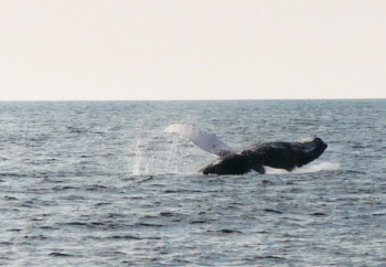 Whale BVI 1