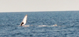 Whale BVI 4
