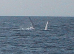 Whale on Back