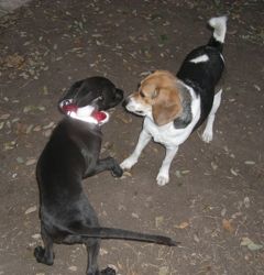 Zuni and
              Snoopy2