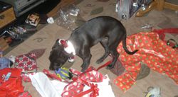 Zuni and wrapping paper