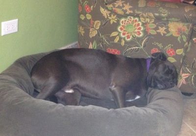Zuni loves dog bed