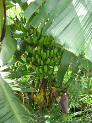 first bananas